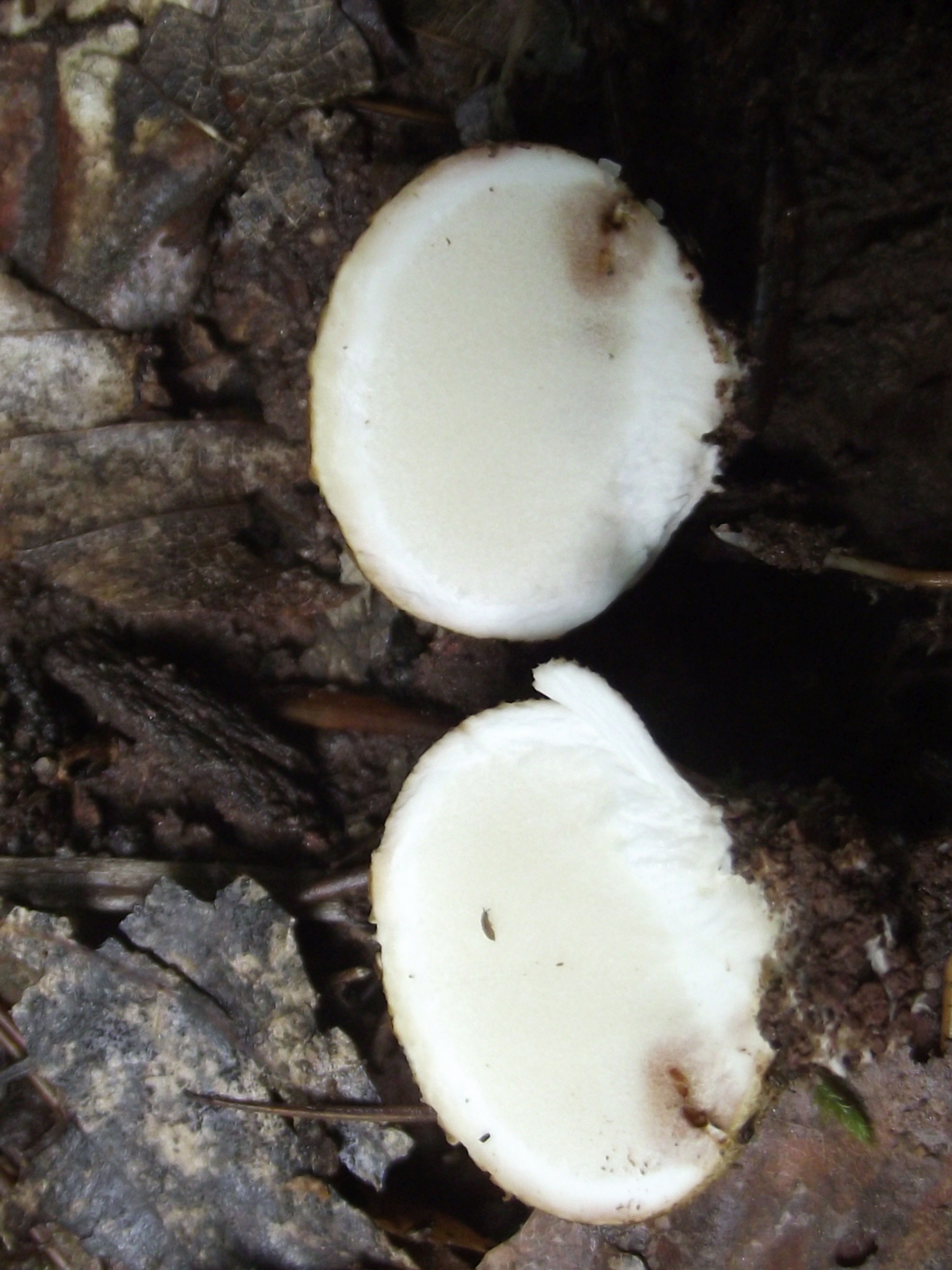 Dickschaliger Kartoffelbovist